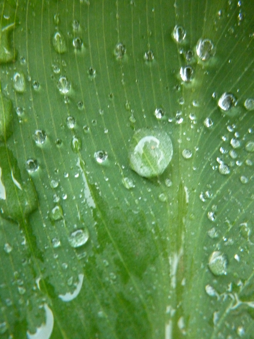 La Goutte de Pluie