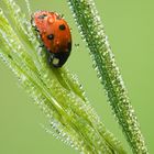 La goutte de rosée