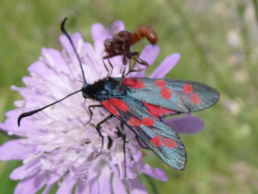 La goutte de sang (Tyria jacobaeae