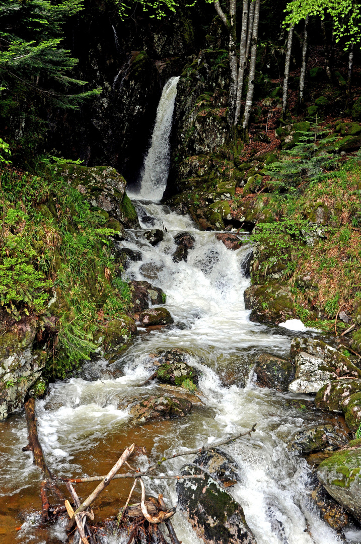 la goutte des oeillets ( jura )