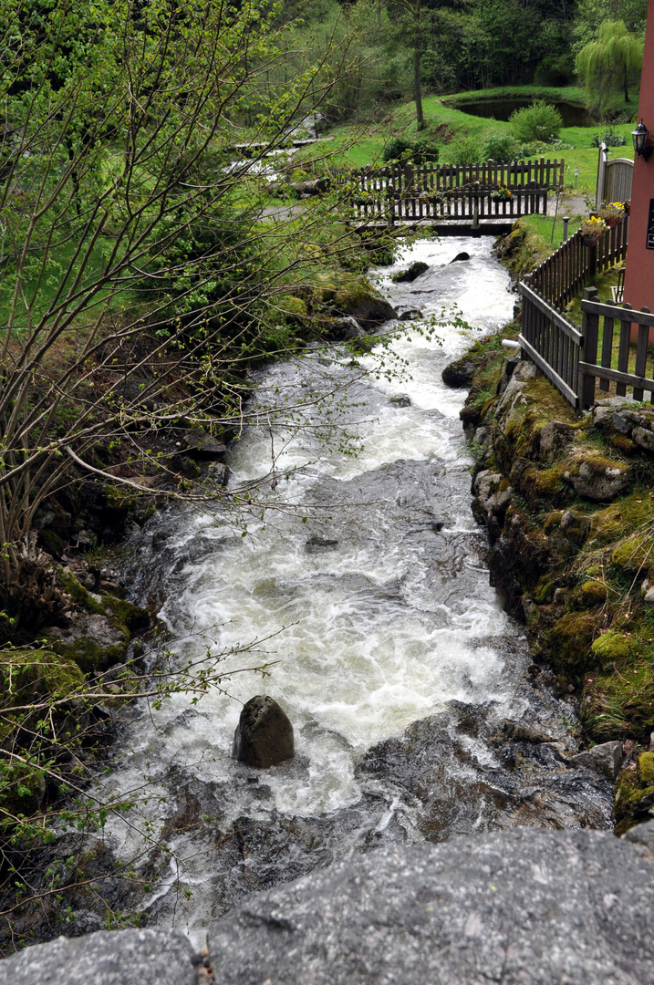 la goutte des oeillets (vosges/jura) 