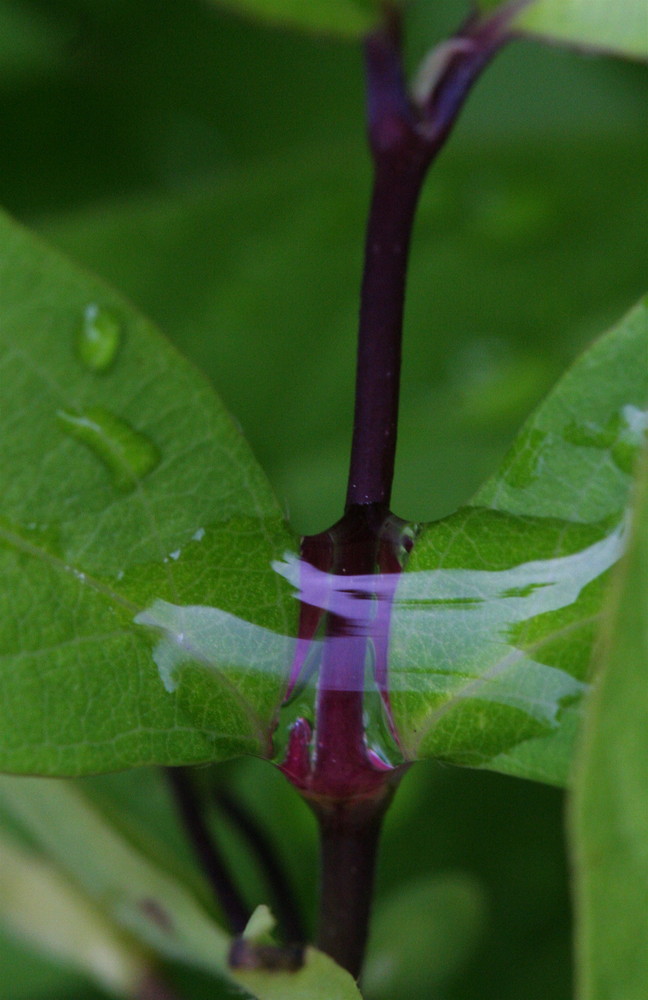 La goutte envisagée