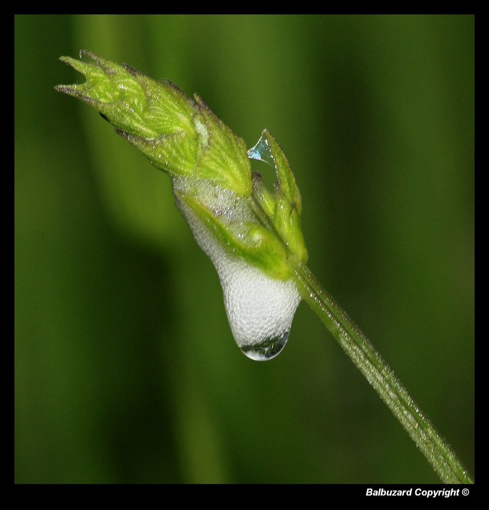 " La goutte sur un futur brin de lavande ? "