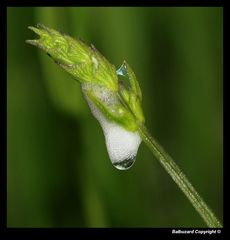 " La goutte sur un futur brin de lavande ? "