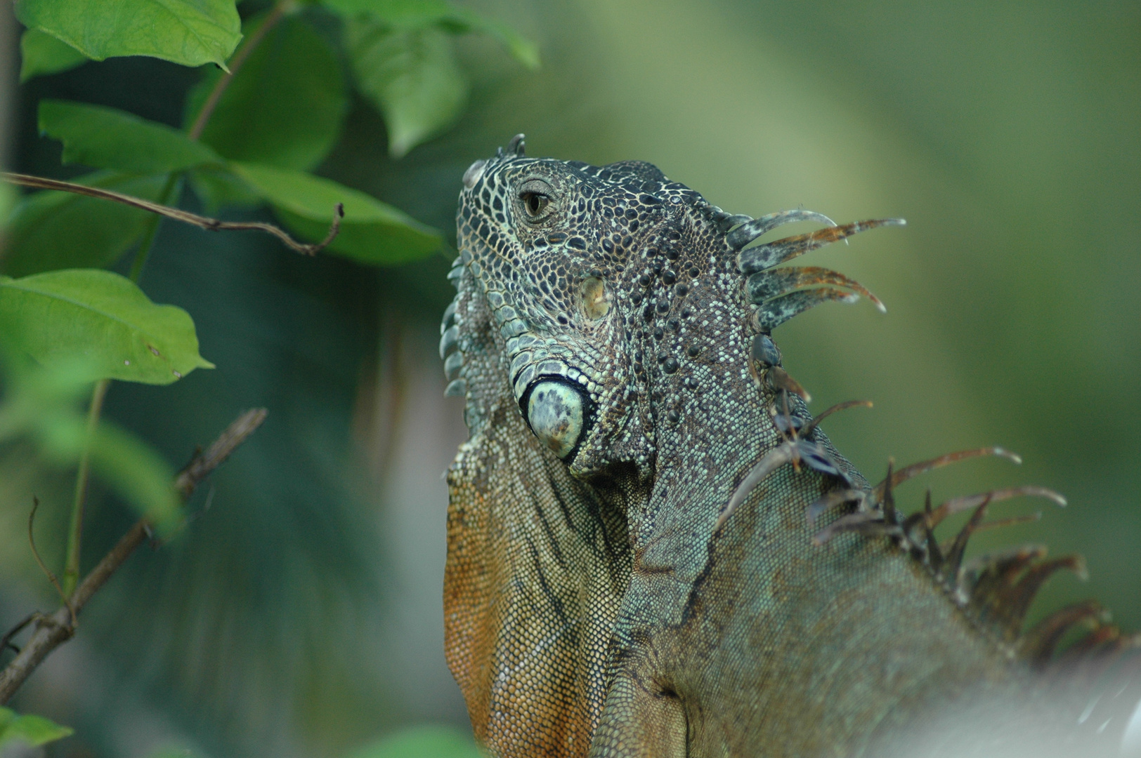 la gran iguana