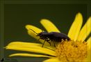 La grande abbuffata von Paola Tarozzi