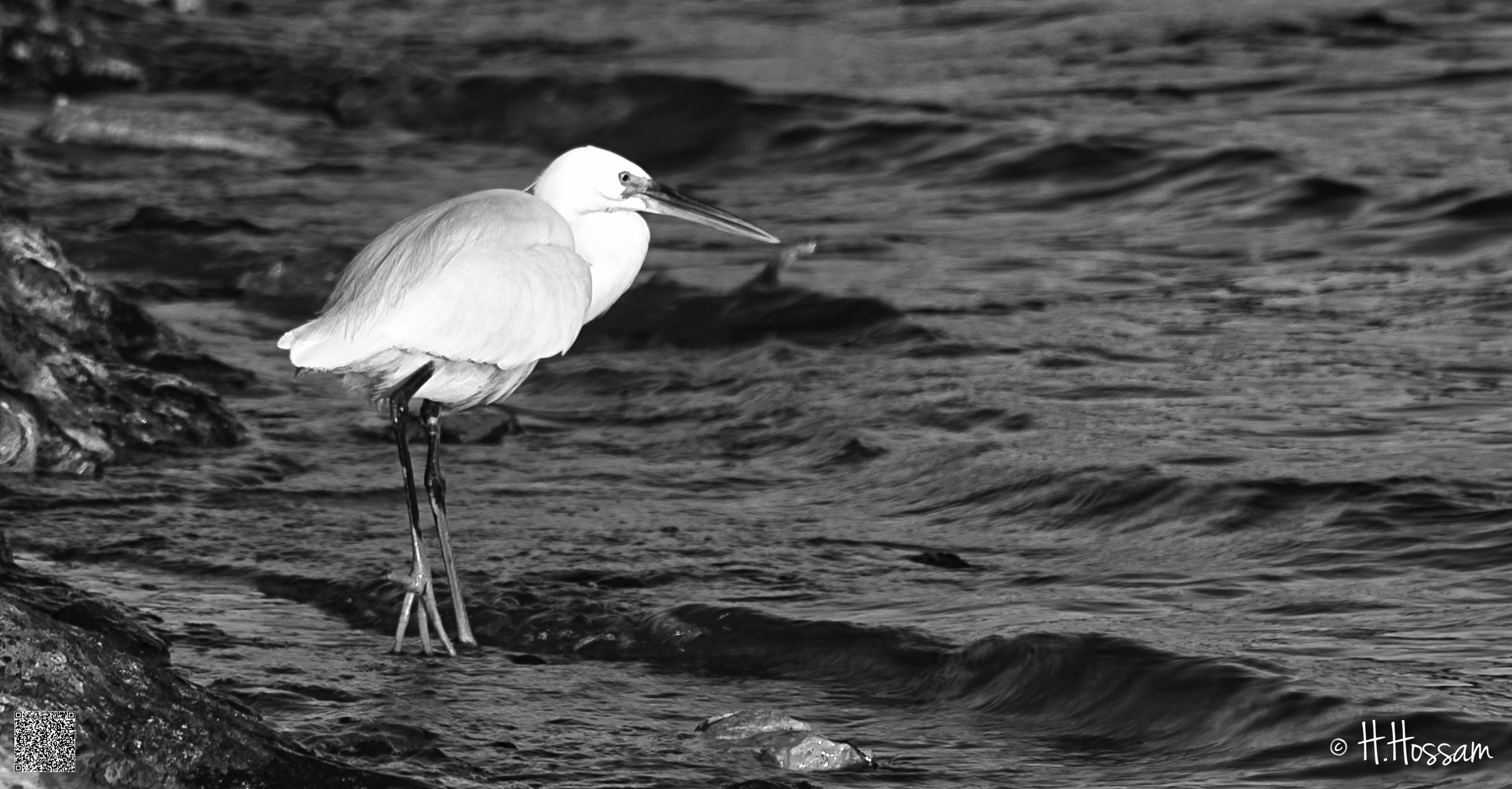 La Grande Aigrette