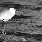 La Grande Aigrette