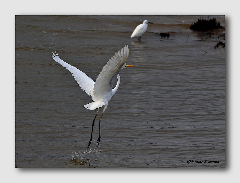 La Grande Aigrette