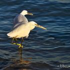 La Grande Aigrette