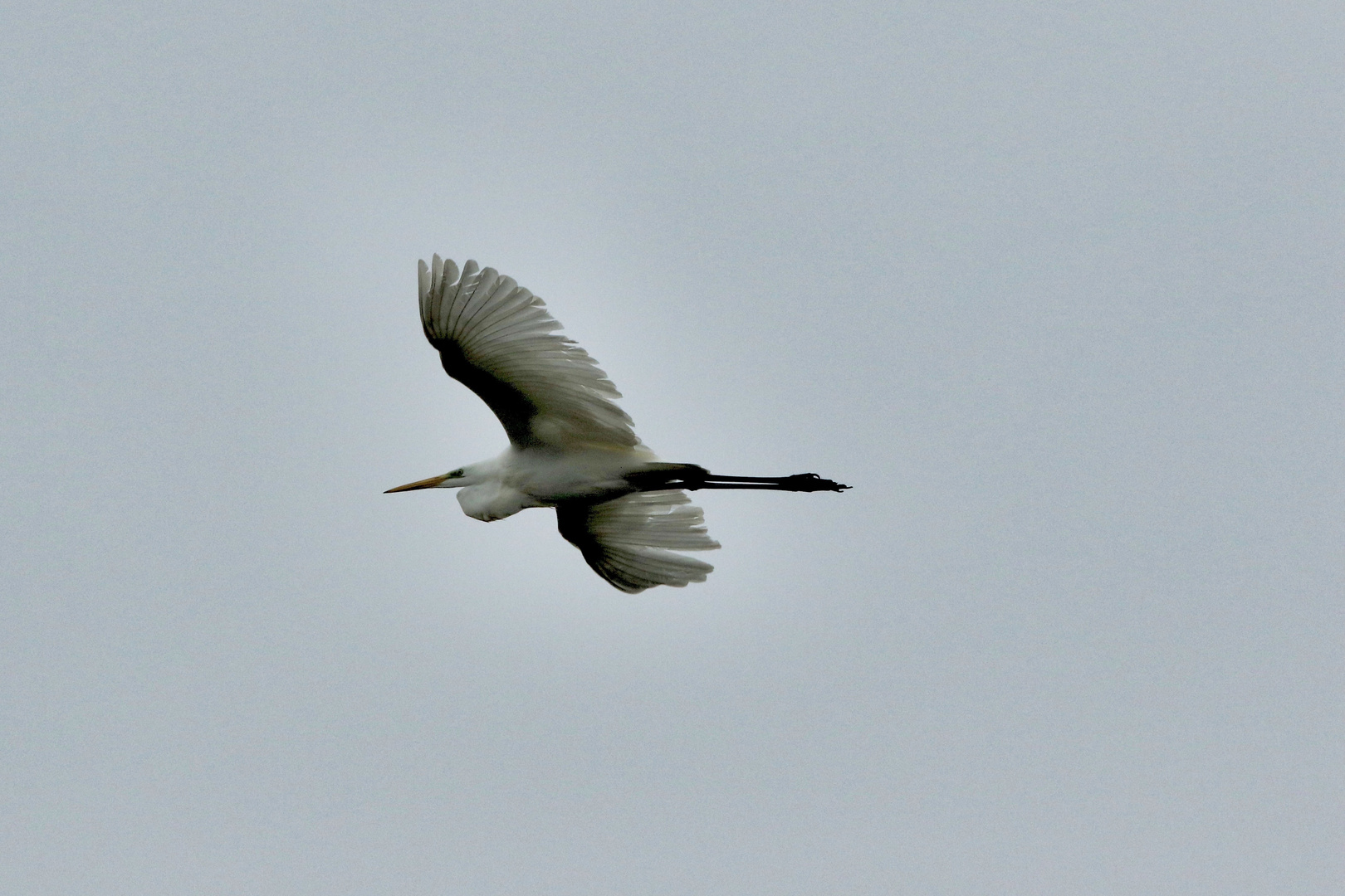 la grande aigrette !