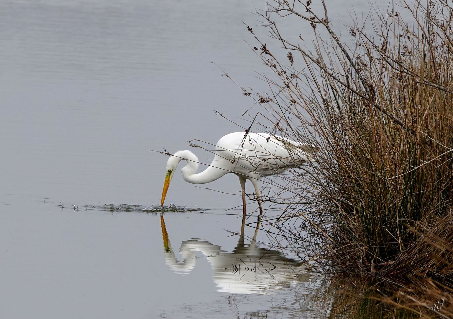 La grande aigrette à la pêche