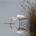 La grande aigrette à la pêche