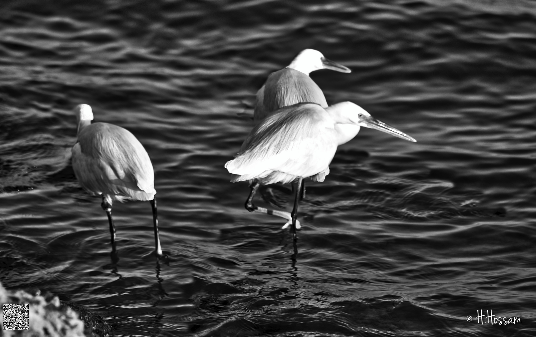 La Grande Aigrette