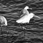 La Grande Aigrette