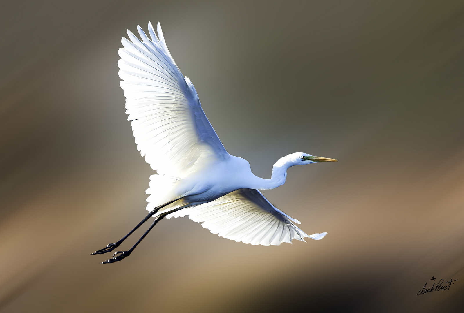 La Grande Aigrette ( Ardea alba )