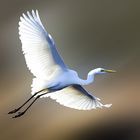 La Grande Aigrette ( Ardea alba )