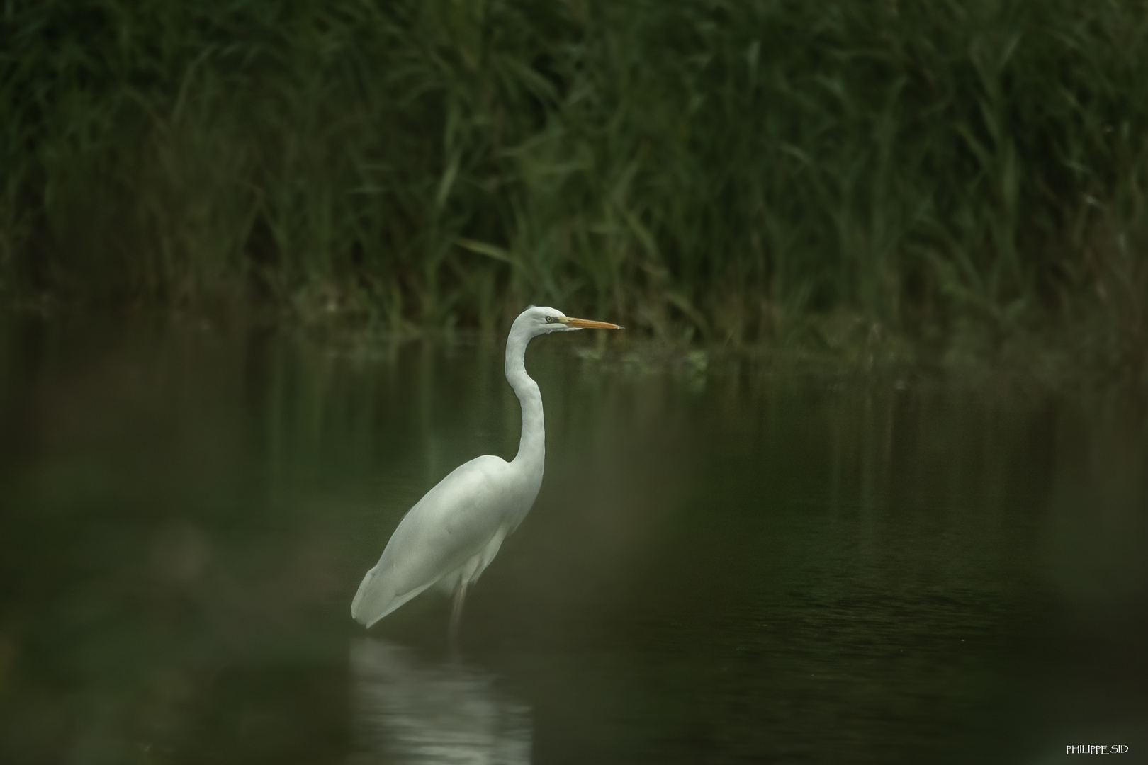 La grande aigrette