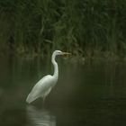 La grande aigrette