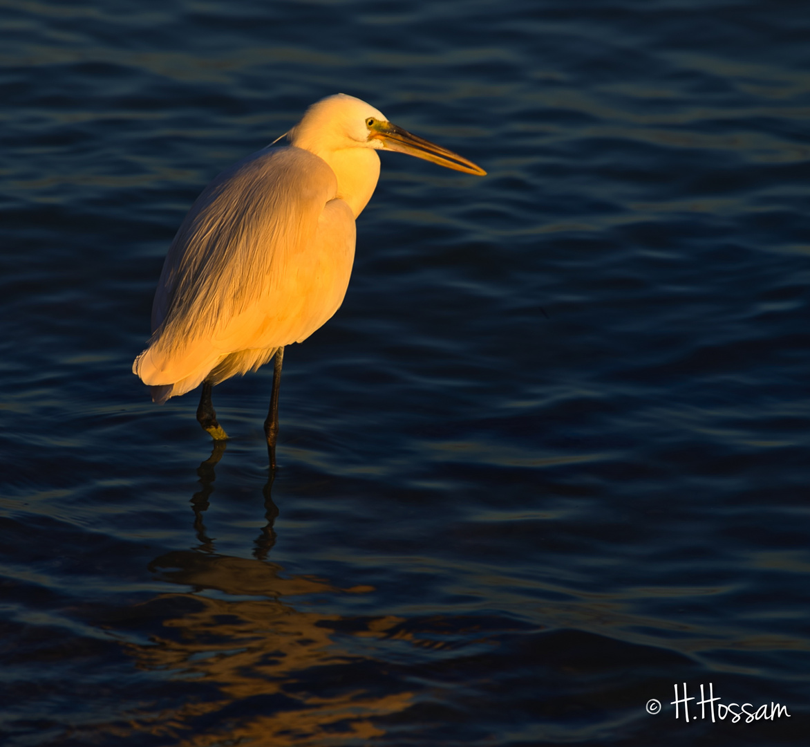 La Grande Aigrette