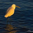 La Grande Aigrette