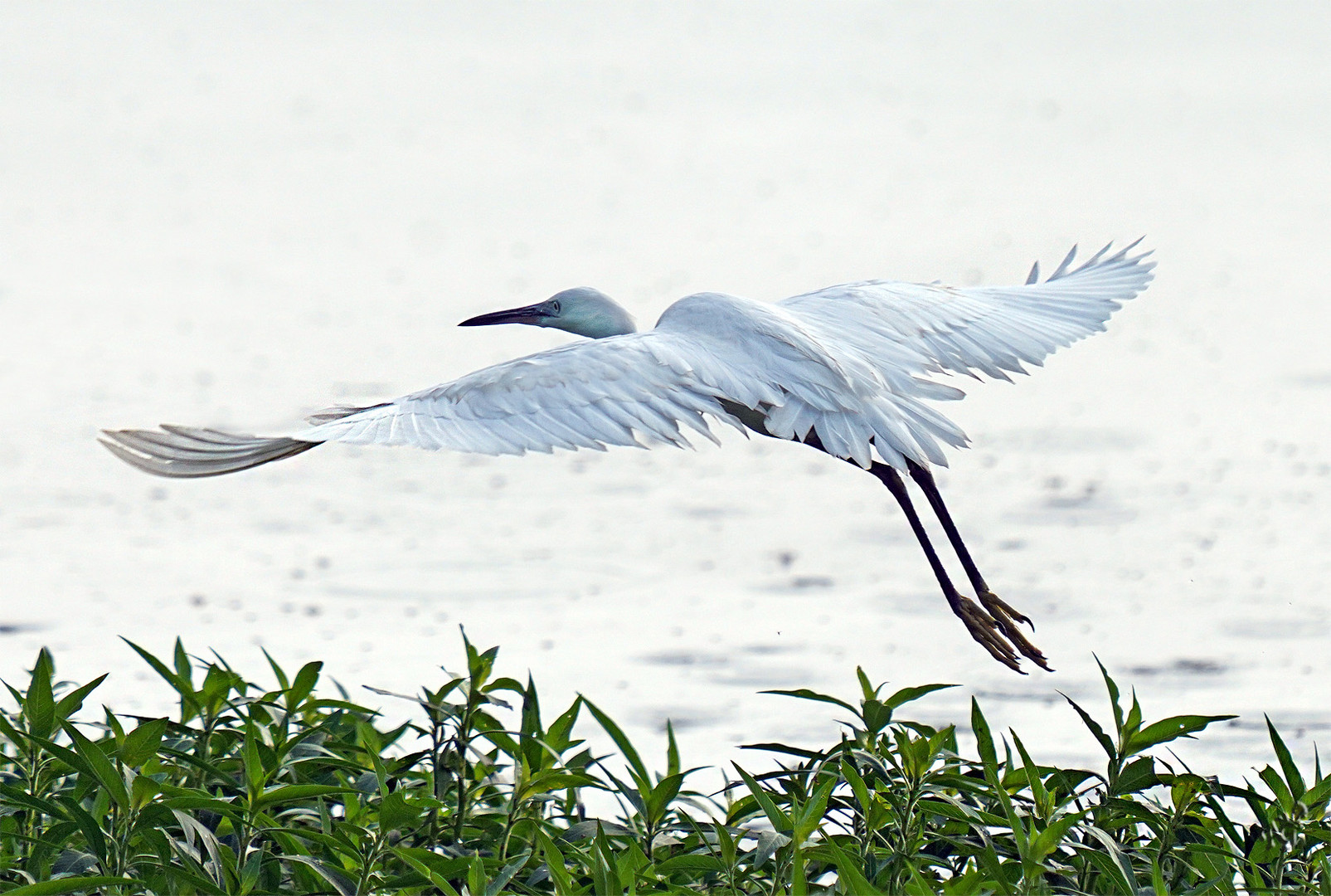 La grande aigrette