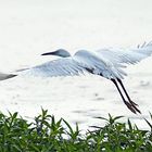 La grande aigrette