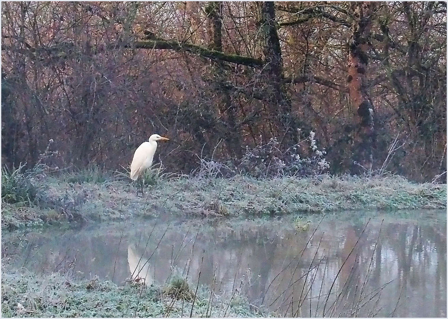 La grande aigrette par un matin givré