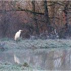 La grande aigrette par un matin givré