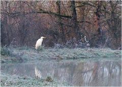 La grande aigrette par un matin givré