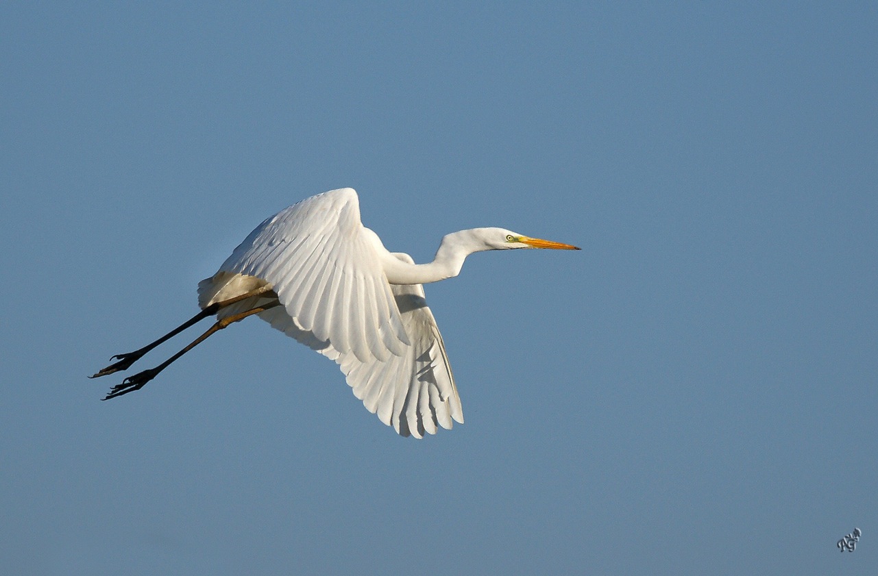 La grande Aigrette, reine de beauté....