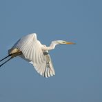 La grande Aigrette, reine de beauté....