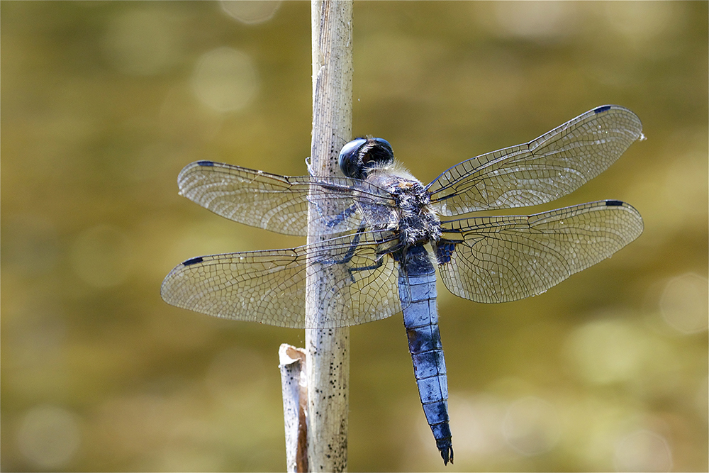 La grande Bleue