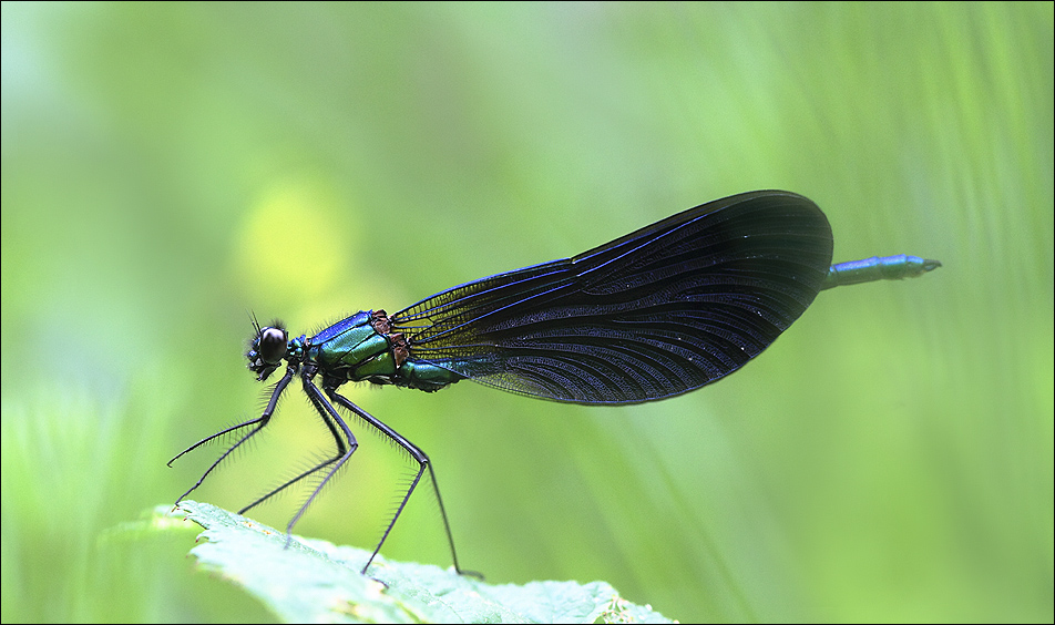 La grande bleue