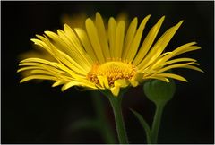 " La grande fleur jaune dans mon jardin "