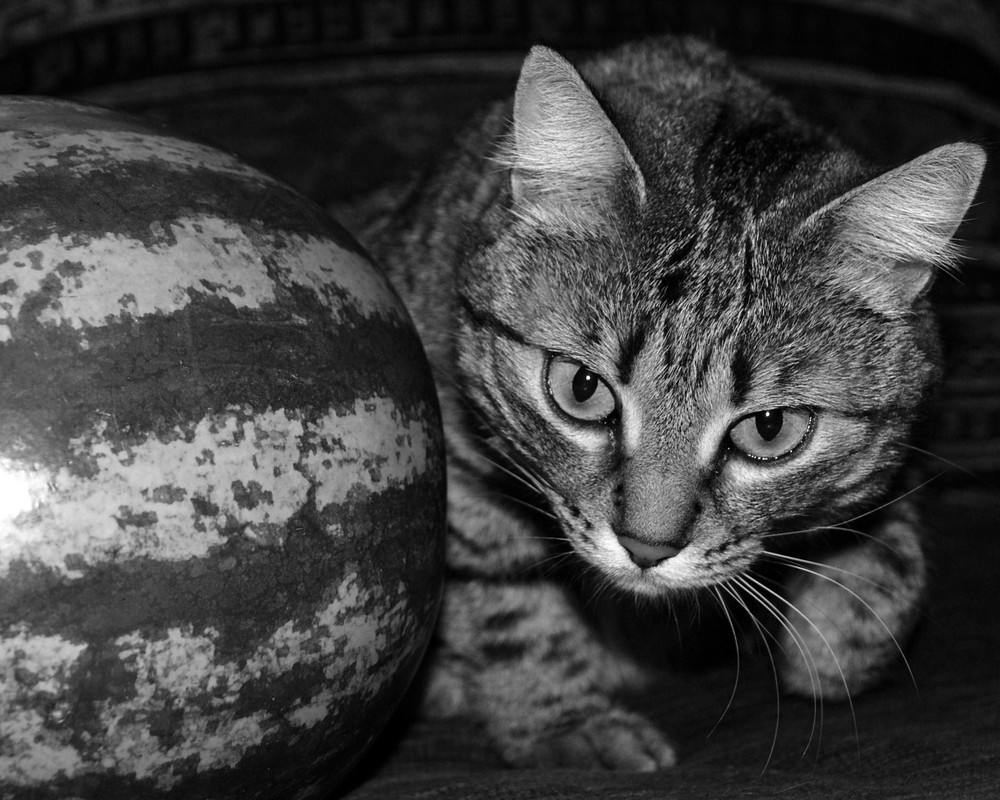 ...la grande palla...