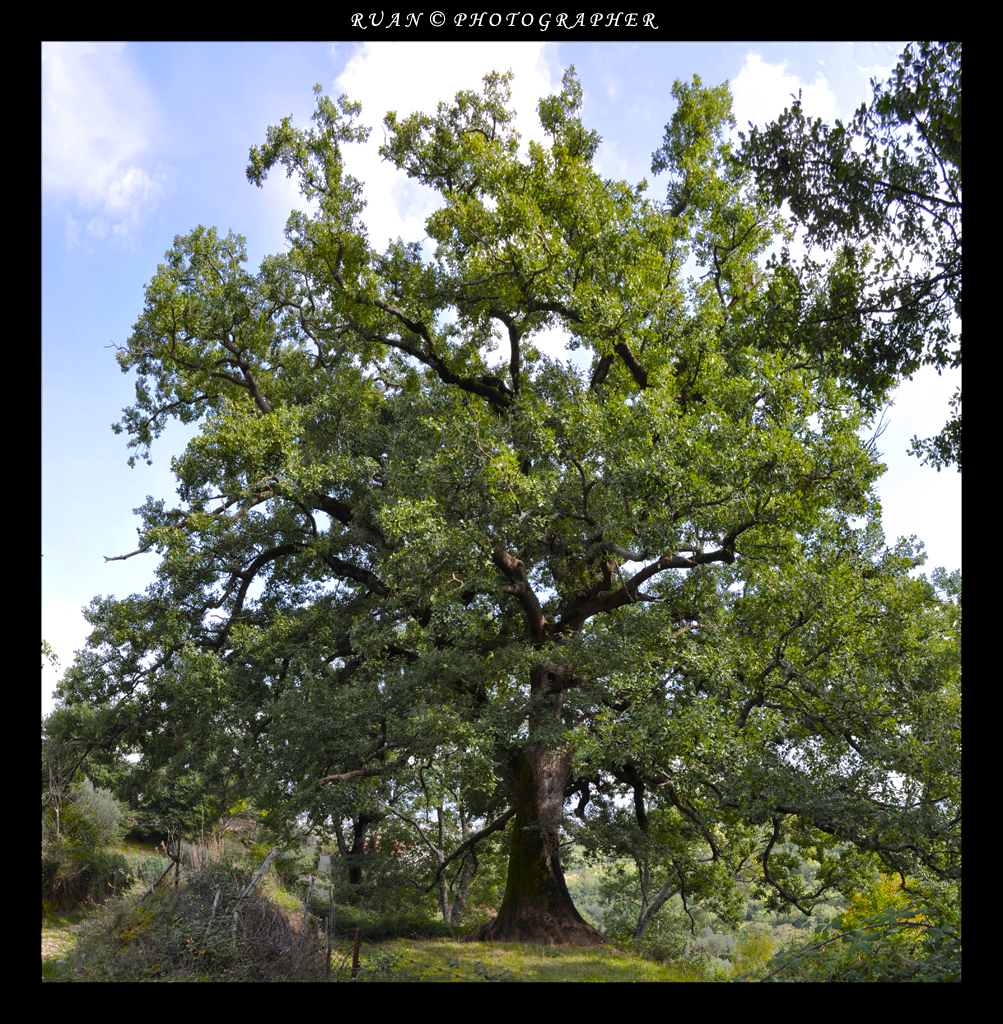 La Grande Quercia