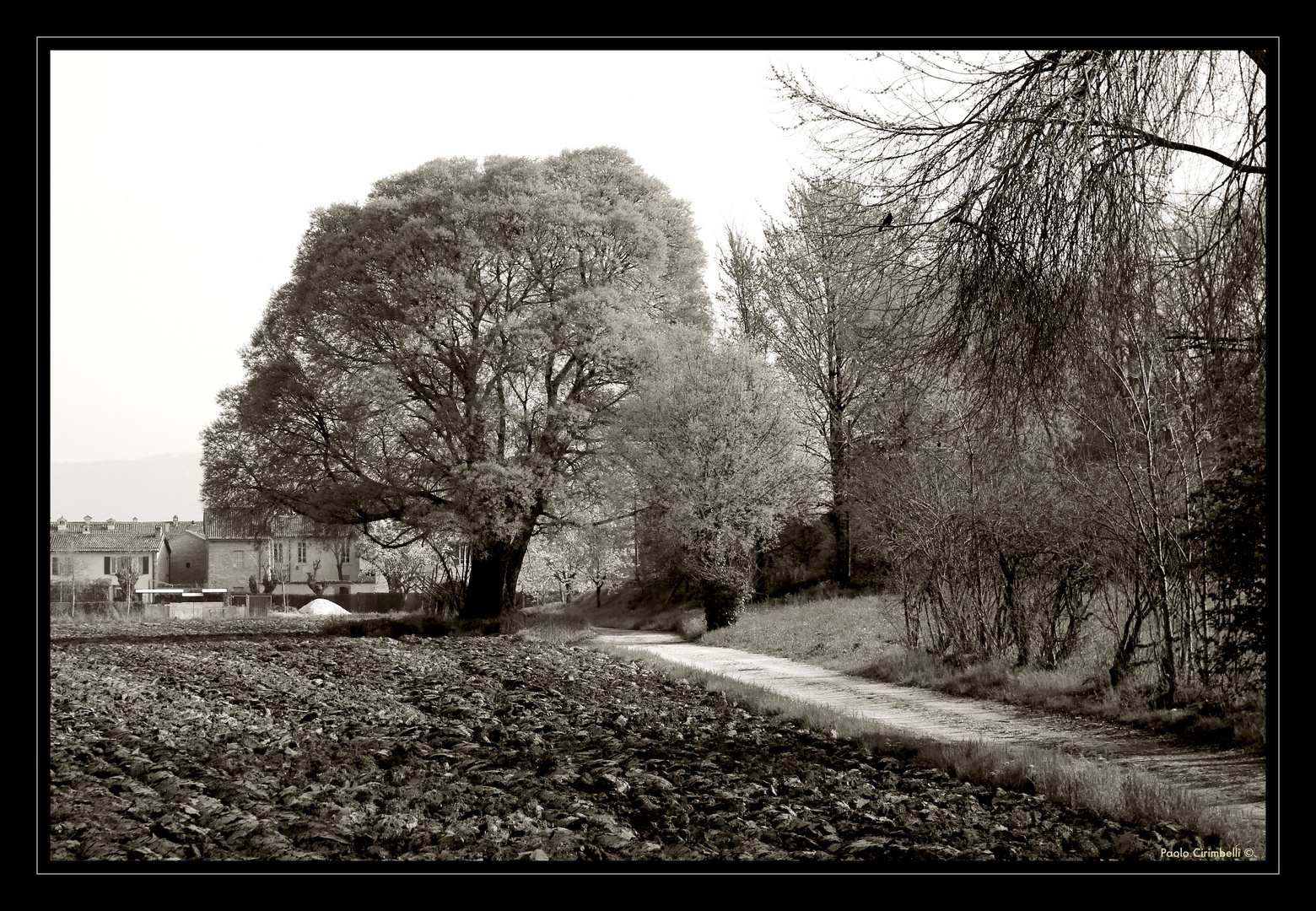 La grande quercia