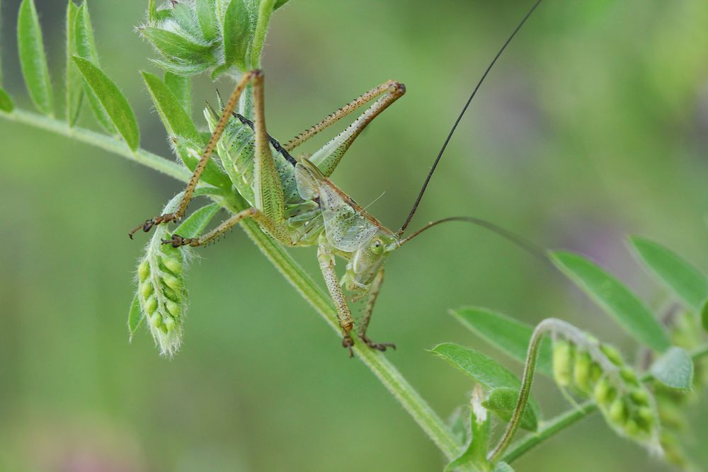 La grande verte