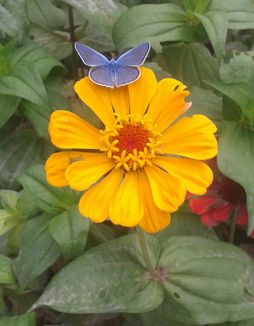 La grandezza di un Fiore...