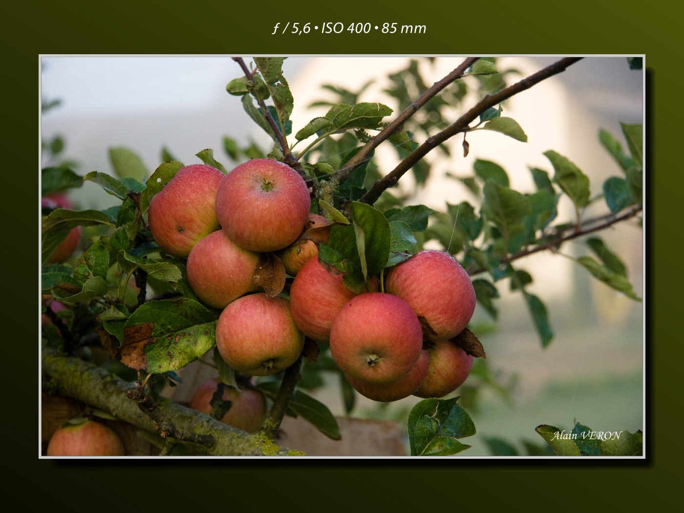 La grappe de pommes