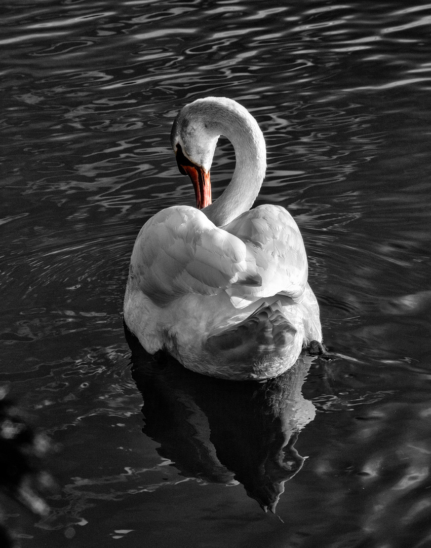 La grâce du cygne 