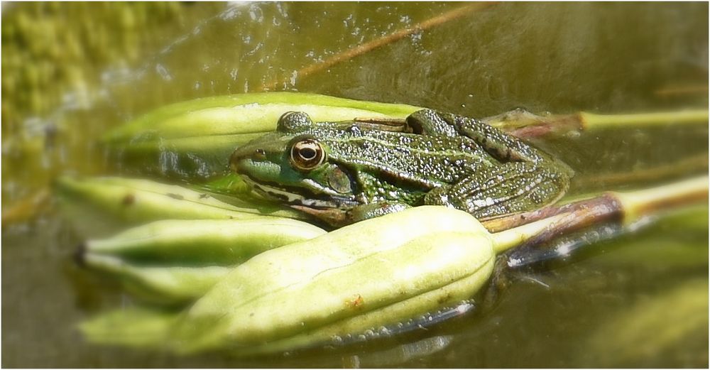 la grenouille