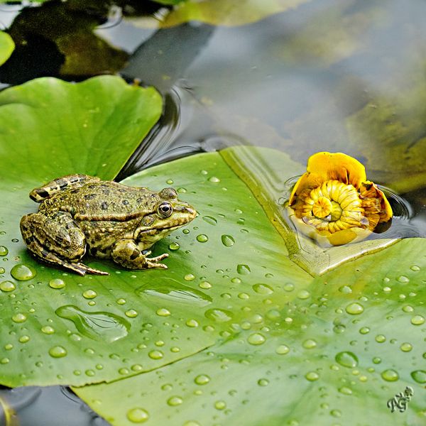 La grenouille ...