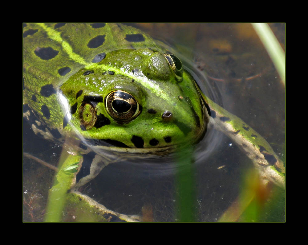 La Grenouille