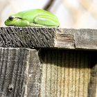 la grenouille au soleil !