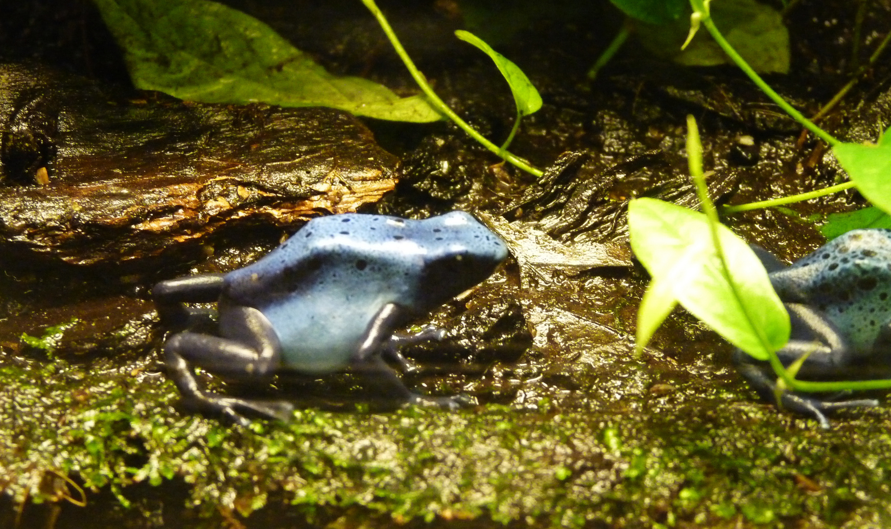 La grenouille bleue