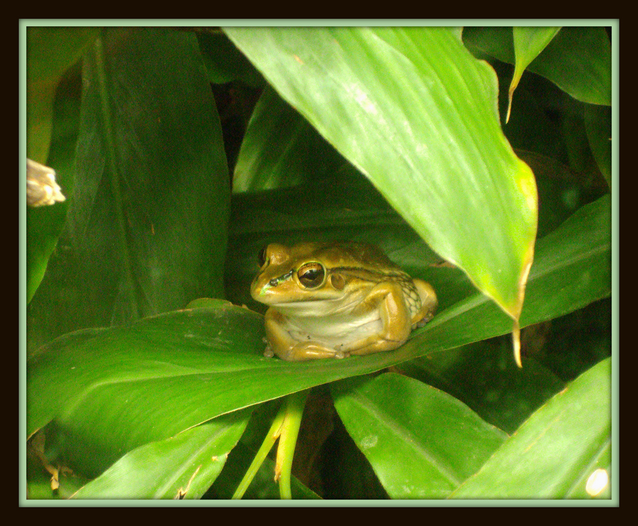 la grenouille