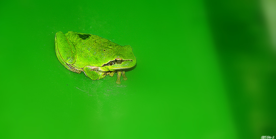 La grenouille erre pendant que le crapaud dîne...