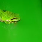 La grenouille erre pendant que le crapaud dîne...